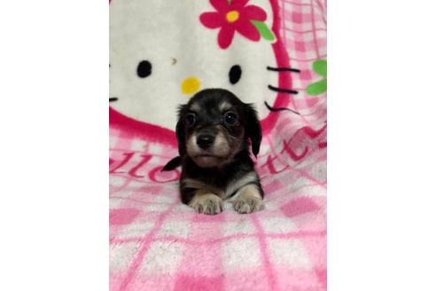 成約済の大分県のミックス犬-62664の2枚目